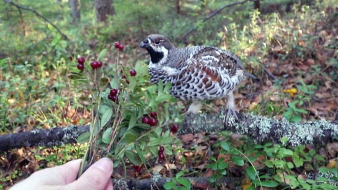 Глухарь Ленинградской области