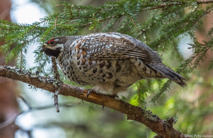 Рябчик куропатка Перепелка