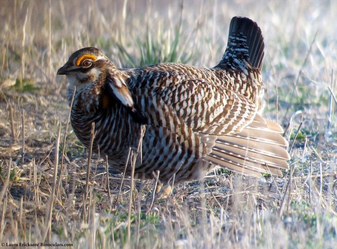 Глухари боровые