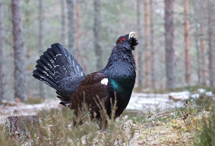 Глухарь тетерев рябчик