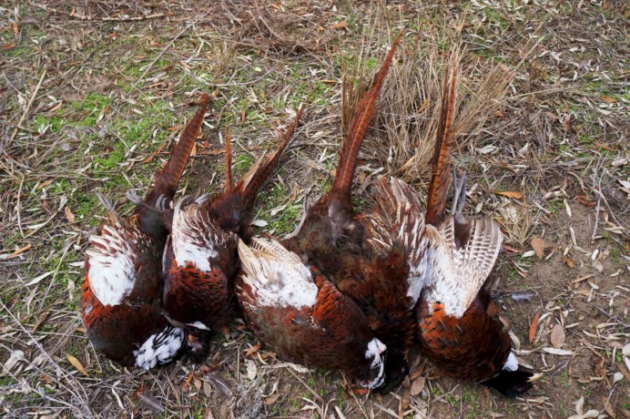 Обыкновенный Глухарь самка