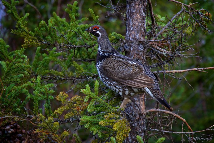 Куропатка дикуша