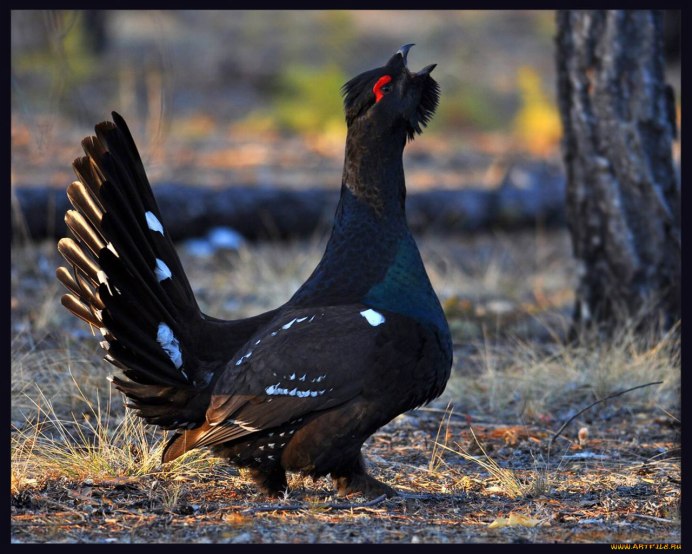 Боровая дичь тетерев