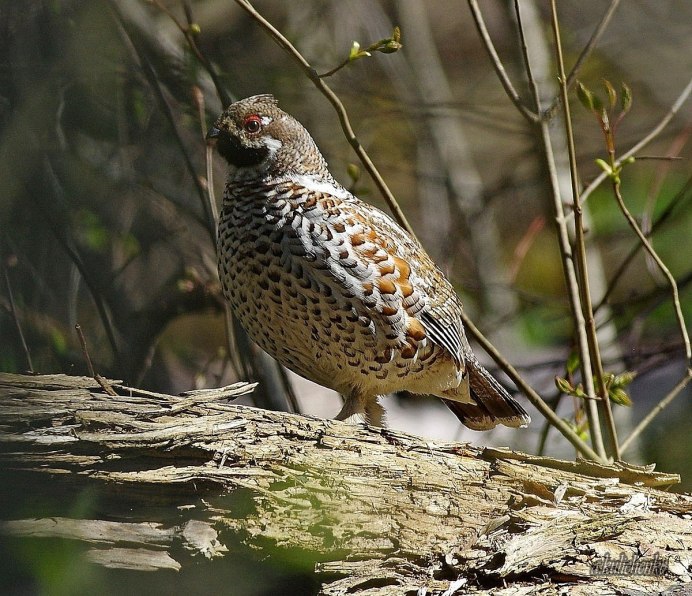 Глухарь куропатка рябчик