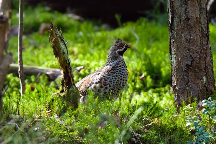 Рябчик клюет