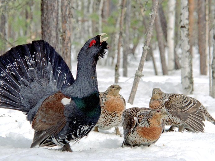 Птицы Глухарь тетерев