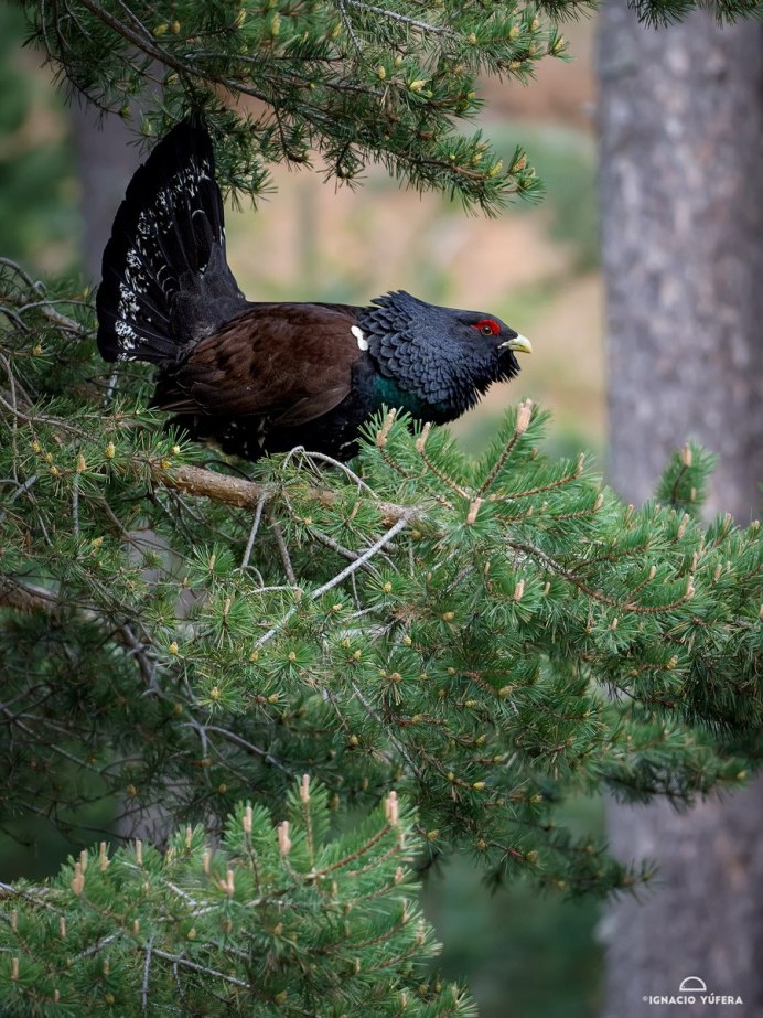 Глухарь тетерев рябчик