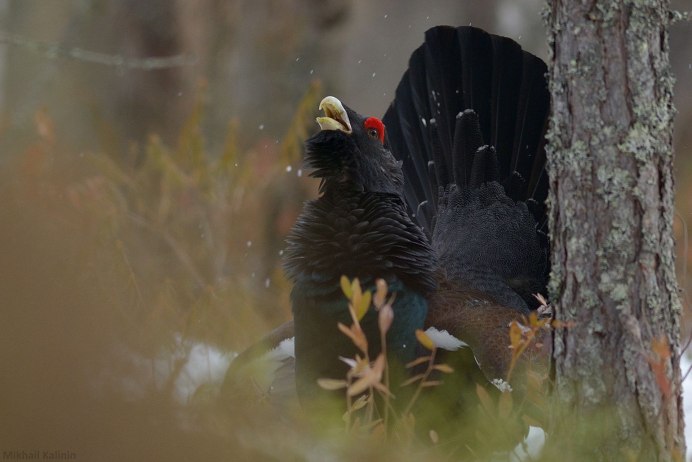 Глухарь куропатка рябчик
