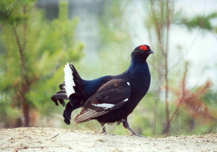 Боровая дичь рябчик