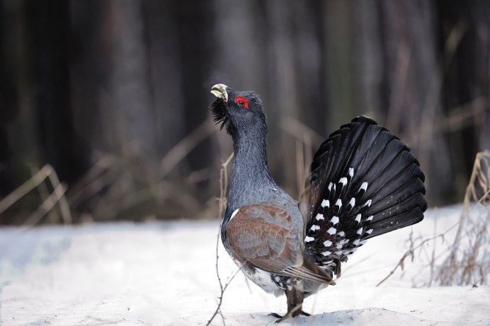 Глухарь тетерев фазан