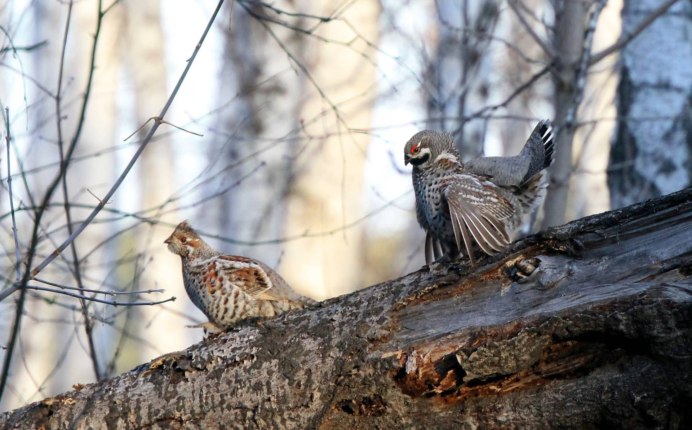 Тетерка с птенцами