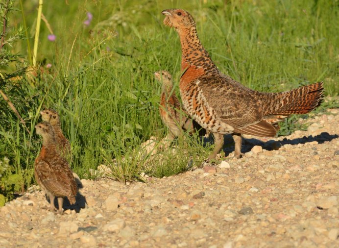 Рябчик обыкновенный птицы Азии