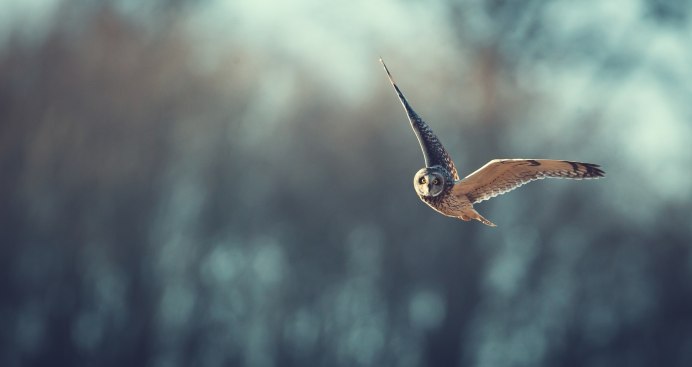 Птицы в движении