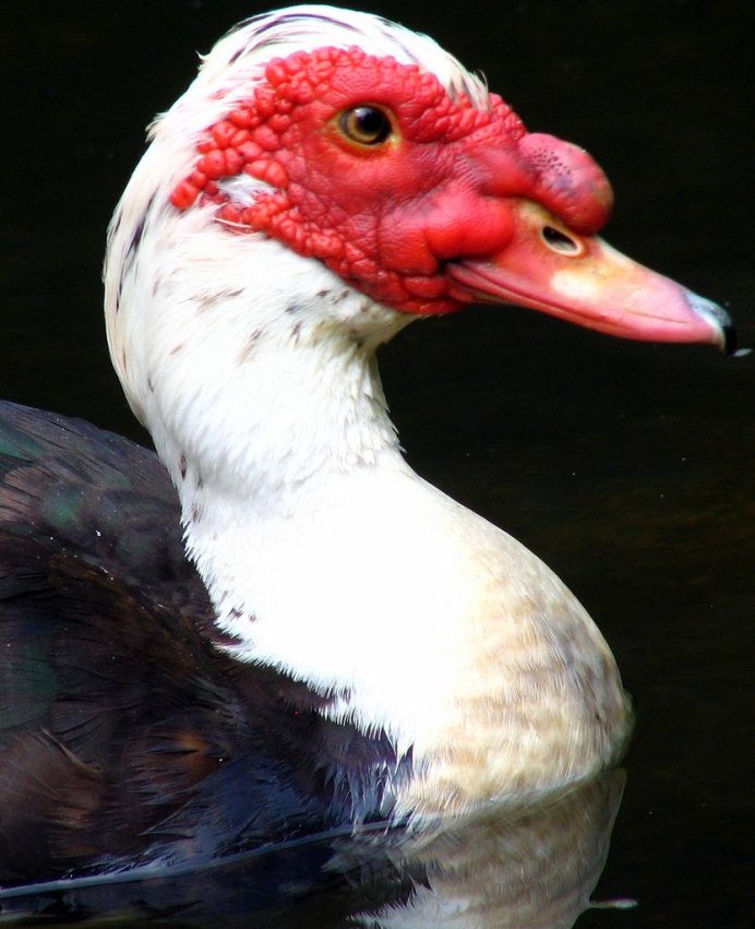 Краксы (гокко