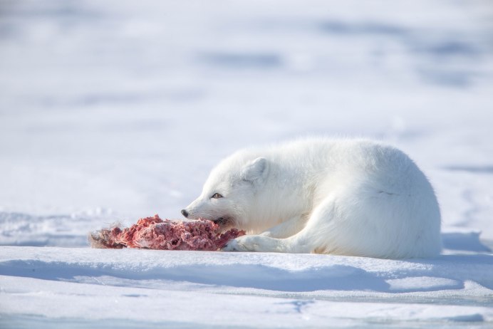 Песец и медведь