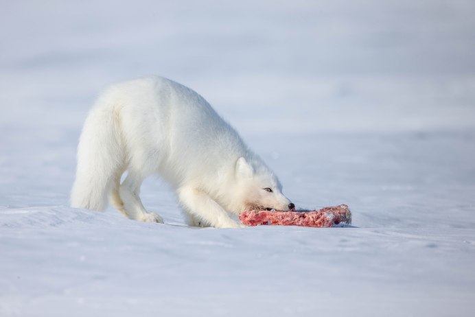 Песец и белый медведь