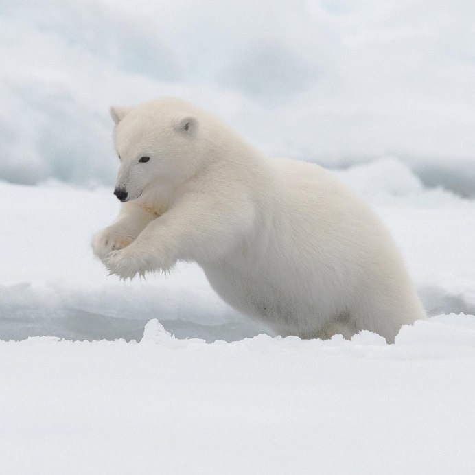 Белые медведи, песцы, моржи