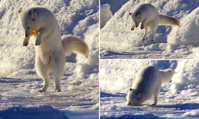 Гренландия песец