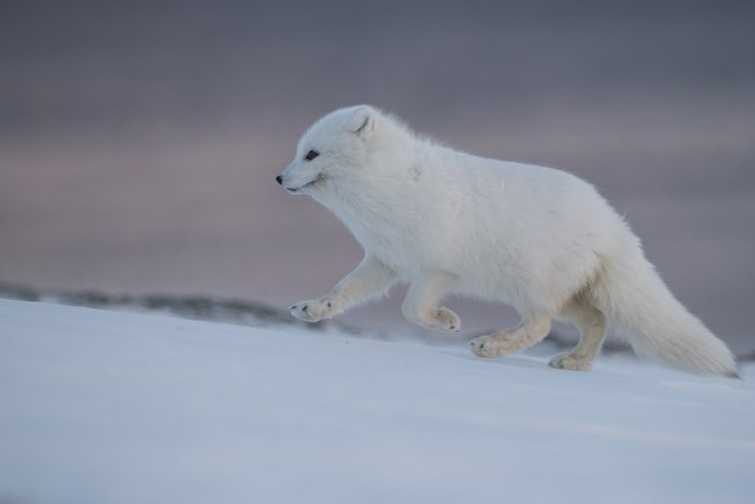 Песец охотится с белым медведем