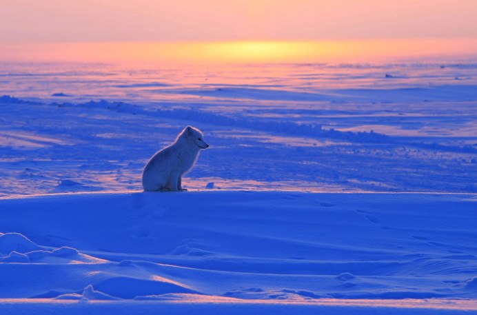 Полярный медведь Арктики