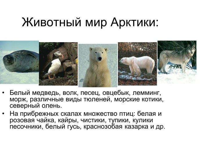 Песец и белый медведь