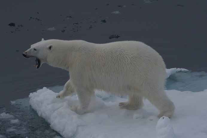 Детеныш песца