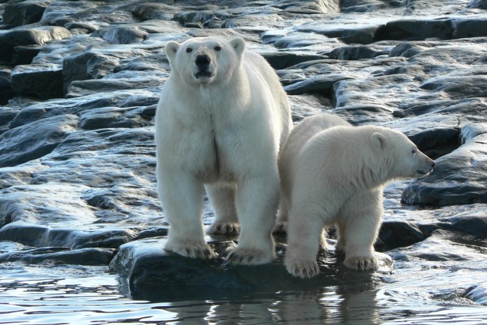 Nat geo Wild Дикая природа России