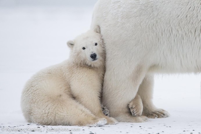 Полярный песец и белый медведь