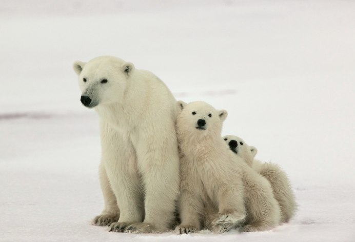 Тазовский белые медведи