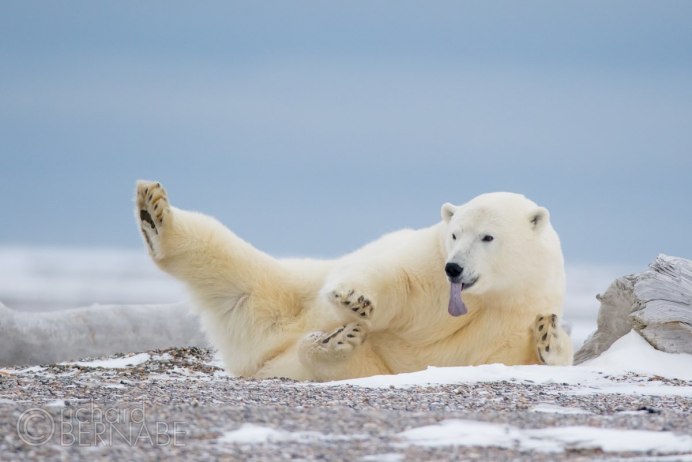 Заполярье медведь