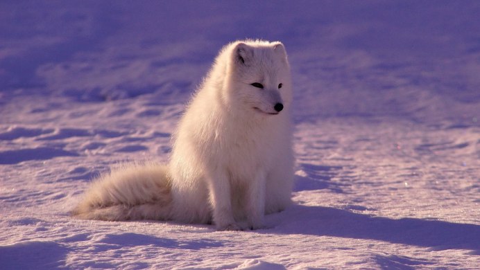 Шпицберген песец