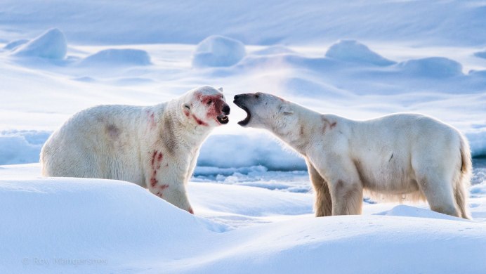 Полярный волк и песец