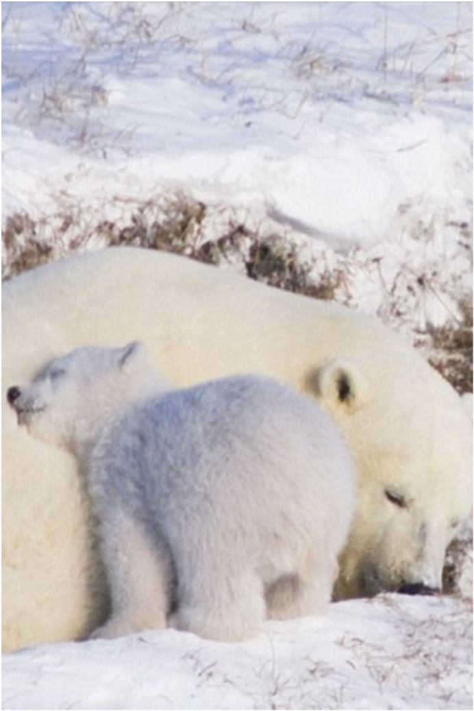 Белый медведь аниме
