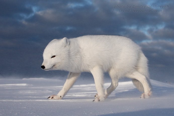 Белый медведь и песец Тип взаимоотношений