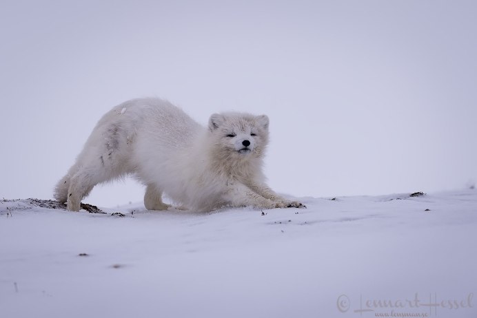 Арктические пустыни белый медведь