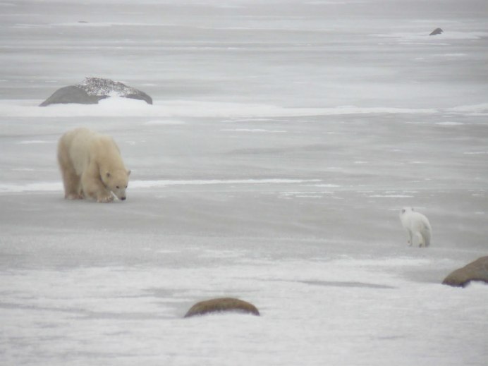 Песец и белый медведь нахлебничество