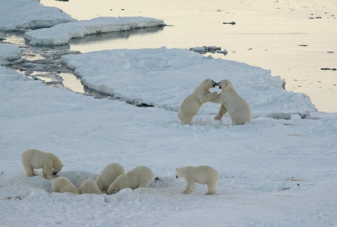 Международный день полярного медведя