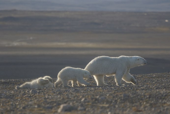 Национальный парк русская Арктика новая земля