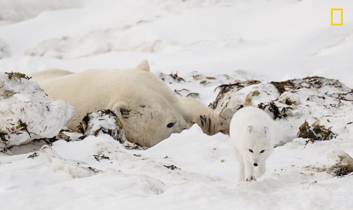 Взаимоотношения белого медведя и песца