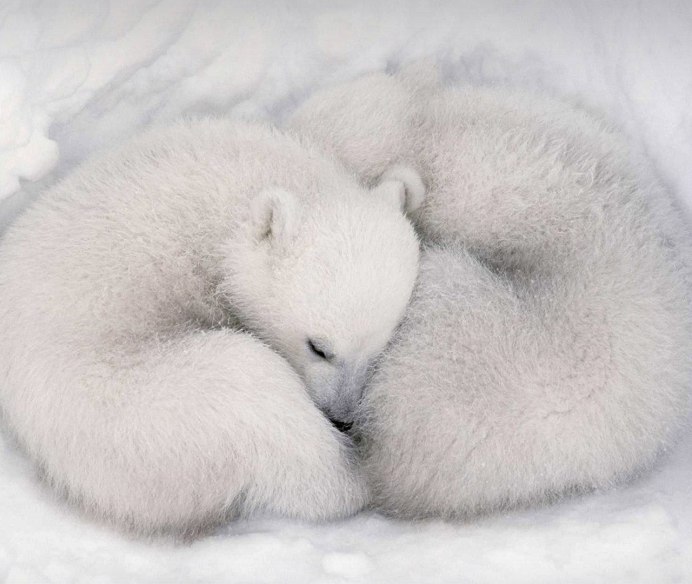 Arctic Special Force Polar Bear