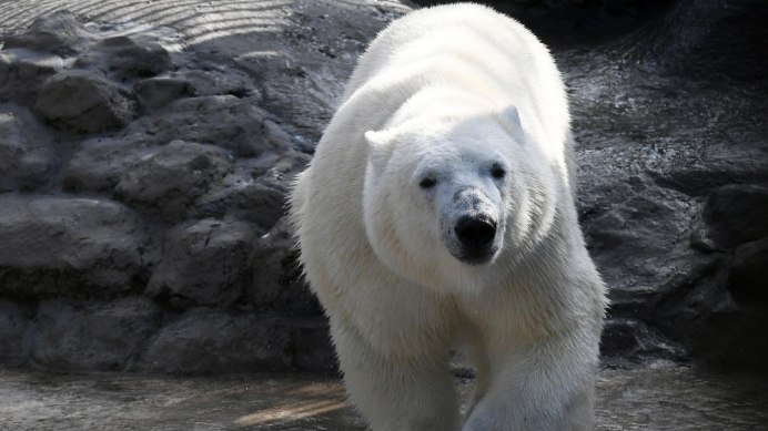 Полар Фокс песец