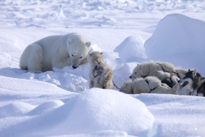 Песец и белый медведь