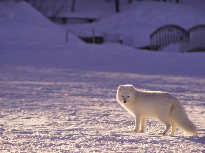 Белый медведь в тундре