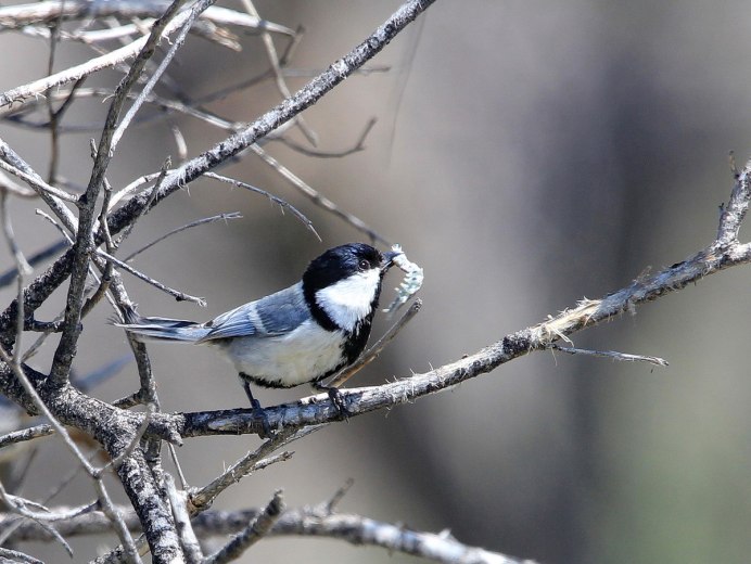 "Parus bokharensis"