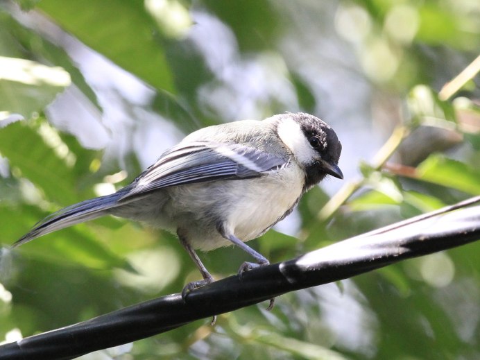 Синица серая (Parus cinereus)