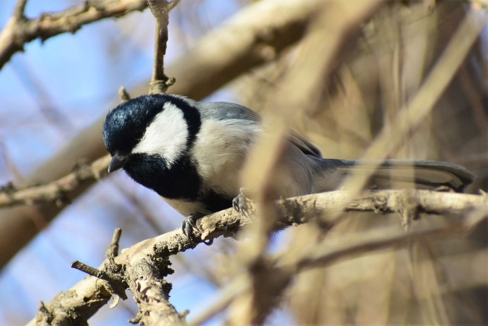 Восточная синица Parus Minor