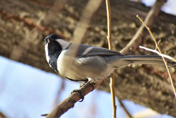 "Parus bokharensis"