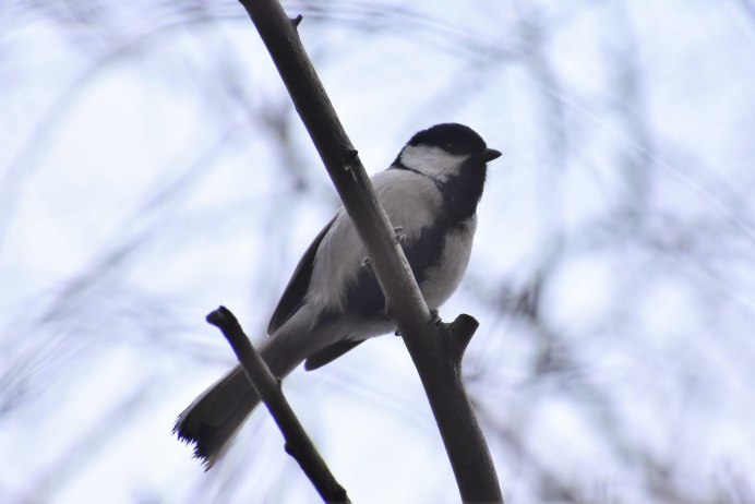 "Parus bokharensis"