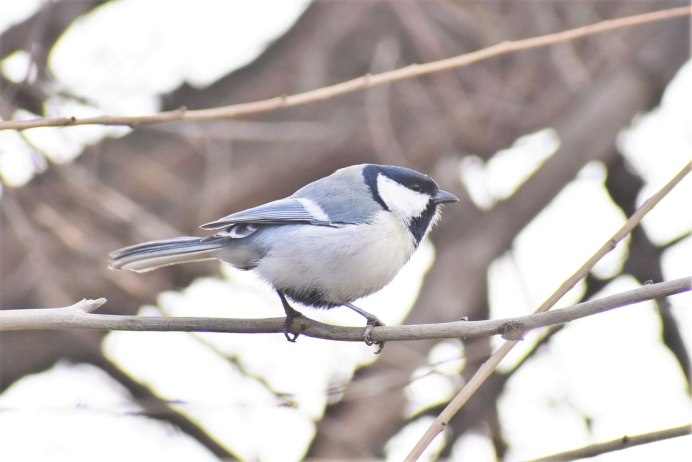 "Parus bokharensis"