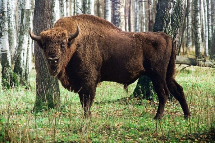 Зубры в нац парке Угра Калужская область